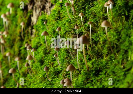 Pilze Mycena galopus wächst auf grünem Moos im Wald. Stockfoto