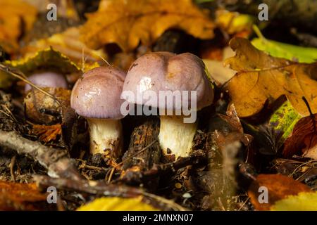 Kleine Gassy Webcap, Cortinarius traganus, giftige Pilze in Waldnahaufnahmen, selektiver Fokus, flacher Freiheitsgrad. Stockfoto