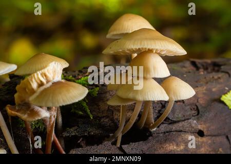 Magische Pilze, die auf Moos wachsen. Wahrscheinlich Mycena galericulata. Stockfoto