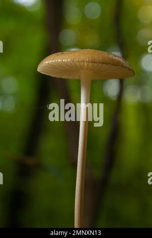 Essbare Pilze Hymenopellis radicata oder Xerula radicata auf einer Bergwiese. Auch bekannt als Wurzelpilz oder Wurzelstiel. Wildpilze wachsen Stockfoto