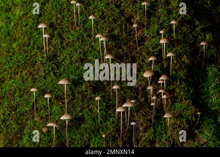 Pilze Mycena galopus wächst auf grünem Moos im Wald. Stockfoto
