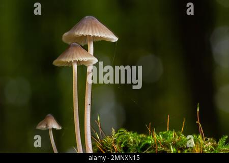 Pilze Mycena galopus wächst auf grünem Moos im Wald. Stockfoto