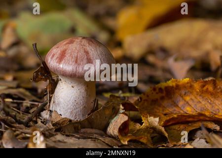 Kleine Gassy Webcap, Cortinarius traganus, giftige Pilze in Waldnahaufnahmen, selektiver Fokus, flacher Freiheitsgrad. Stockfoto