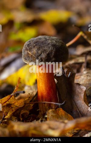 Pilze des Boletus erythopus oder Neoboletus luridiformis im Wald, der in der Herbstsaison auf Grüngras und nassem Boden wächst. Boletus luridiform Stockfoto