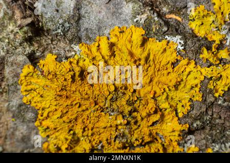 Detail der Rinde eines Baumes, auf dem Flechten wachsen. Stockfoto