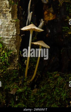 Pilze Mycena galopus wächst auf grünem Moos im Wald. Stockfoto