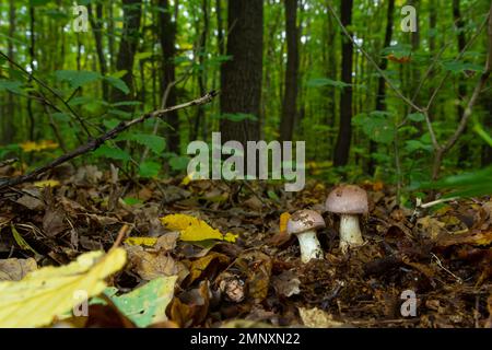 Kleine Gassy Webcap, Cortinarius traganus, giftige Pilze in Waldnahaufnahmen, selektiver Fokus, flacher Freiheitsgrad. Stockfoto