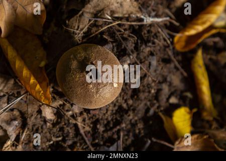 Puffballpilze auf einem Stumpf - Lycoperdon umbrinum in einem Moos. Stockfoto