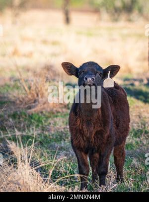 Porträt eines süßen, schwarzen Angus-Kalbes mit hoch gehaltenem Kopf, das seltsamerweise auf die Kamera blickt, mit negativem Raum und Bokeh-Hintergrund. Stockfoto