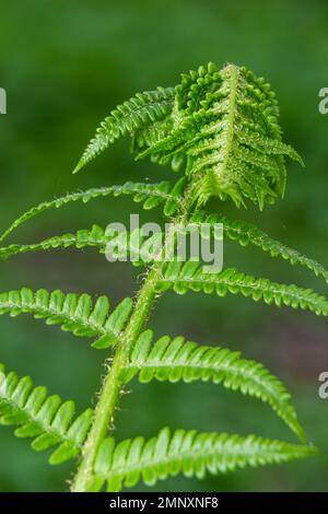 Dryopteris carthusiana ist eine Art krautiger Pflanzen der Familie der Dryopteridaceae, die in gemäßigten Regionen Eurasiens und Nordamerika häufig vorkommt. Medi Stockfoto