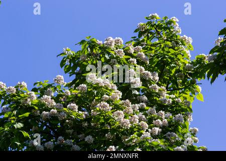 Catalpa Tree ist ein dekorativer Baum, der aufgrund seiner prunkvollen, duftenden Blumen und des wunderschönen Laubs im Landschaftsbau verwendet wird. Stockfoto