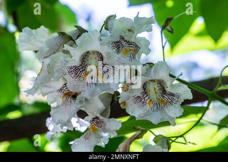 Catalpa bignonioides mittelgroßer Milchblütenbaum, Zweige mit weißen Zigarettenblumen, Knospen und grünen Blättern. Stockfoto