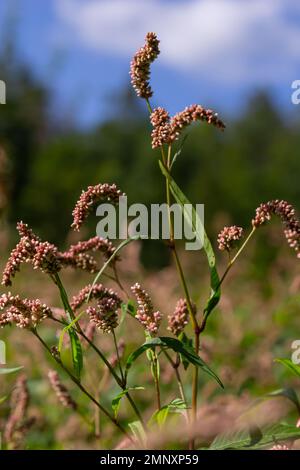 Farbenfrohe Persicaria longiseta, eine blühende Pflanze in der Knotweed-Familie. Stockfoto