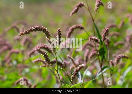 Farbenfrohe Persicaria longiseta, eine blühende Pflanze in der Knotweed-Familie. Stockfoto