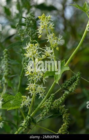 Echinocystis ist eine monotypische Gattung aus der Rippenfamilie Cucurbitaceae. Die Seezunge ist E. lobata, gemeinhin als wilde Gurke oder Stachelgurke bezeichnet Stockfoto