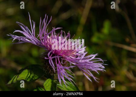 Centaurea Jakea blüht auf der Wiese unter Wildgräsern. Stockfoto