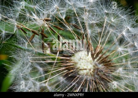 Löwenzahn bei Sonnenuntergang. Freiheit zu wünschen. Löwenzahn-Silhouette flauschige Blume am Sonnenuntergang. Makro-Nahaufnahme vordefinieren. Weichzeichner. Auf Wiedersehen Sommer. Stockfoto