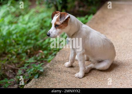 Jack Russell Rinderhund sitzt auf Beton neben grünem Gras. Der Mund ist geschlossen. Geringe Schärfentiefe. Horizontales Foto. Stockfoto