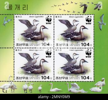 Nordkorea 2004 Briefmarkenbogen mit Schwanengans (Anser cygnoides) mit WWF-Logo, Satz mit vier 104 Won-Briefmarken auf dekorativem Hintergrund. Stockfoto