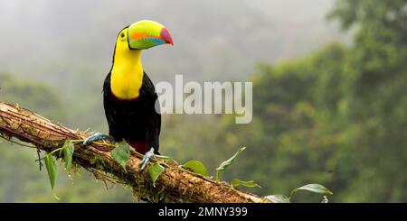 Kielschnabel-Toukan, Schwefel-Brüste-Toukan, Regenbogenschnabel-Toukan, Ramphastos sulfuratus, tropischer Regenwald, Costa Rica, Amerika Stockfoto
