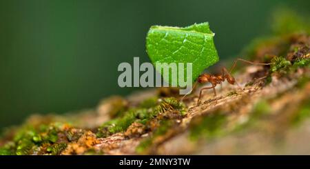 Blattschneider Ant, tropischer Regenwald, Marino Ballena Nationalpark, Uvita de Osa, Puntarenas, Costa Rica, Amerika Stockfoto