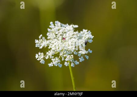 Laceflower, Ammi Majus. Nahaufnahme der weißen Blume der Pflanze. Bischofsblume. Stockfoto