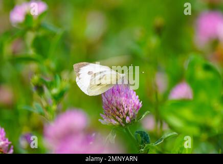 Großer Weißkohl auf Kleeblumen. Schmetterling in natürlicher Umgebung. Pieris brassicae. Stockfoto