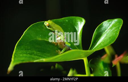 Zwei kleine rote-Augen-Frösche (Agalychnis callidrias) auf einem Blatt - einer ist hellwach und der andere schläft tief Stockfoto