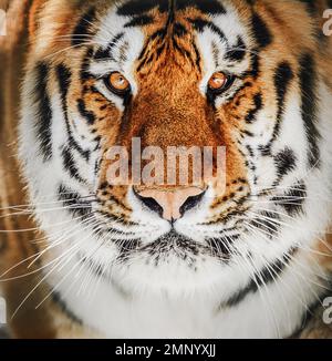 Nahaufnahme des Tigers, schönes Gesichtsbild des Tigers. Stockfoto