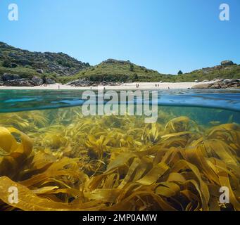 Seetang unter Wasser und Strandküste im Sommer, Split Level Blick über und unter der Wasseroberfläche, Spanien, Galicien, Rias Baixas, Aldan Stockfoto