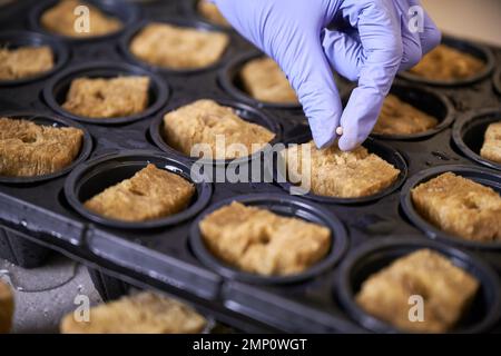 Nahaufnahme des Bauern Hand in Garten Handschuh setzen Pflanzensamen in Boden Schwamm Plug. Gärtner Pflanzen Samen in Kunststoff modulare Sämlingschale mit Samen-Starter-Plugs. Stockfoto