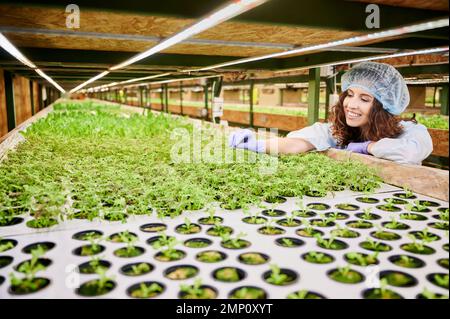 Gärtnerin, die im Gewächshaus arbeitet. Glückliche Frau, die sich auf die Regale lehnte und lächelte, während sie grüne Topfpflanzen ansah, sterile Handschuhe und Einwegkappe trug. Stockfoto