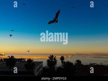 Seagullen fliegen bei Sonnenuntergang über den Hafen, Nordafrika, Algier, Algerien Stockfoto