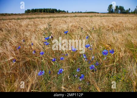 Schweden, Wiesenfeld im Süden mit dem Getreide Centaurea cyanus, gemeinhin bekannt als Kornblume, Junggesellen-Knopf, Bluebottle, Boutonniere f Stockfoto