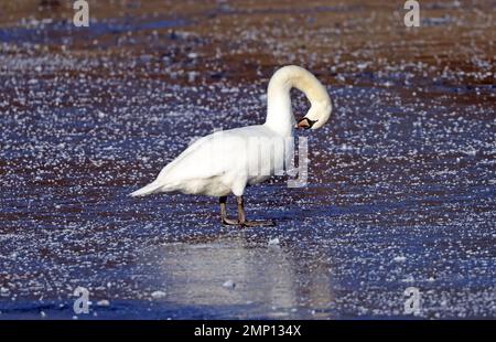 Ein Schwan predigt sich auf dem gefrorenen Rudersee in Peterborough, Cambridgeshire. Stockfoto