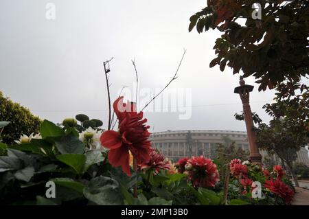Neu-Delhi, Neu-Delhi, Indien. 31. Januar 2023. Flowers Blooming am Eröffnungstag der Haushaltssitzung des Parlaments in Neu-Delhi (Kreditbild: © Ravi Batra/ZUMA Press Wire) NUR REDAKTIONELLE VERWENDUNG! Nicht für den kommerziellen GEBRAUCH! Stockfoto