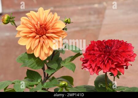 Neu-Delhi, Neu-Delhi, Indien. 31. Januar 2023. Flowers Blooming am Eröffnungstag der Haushaltssitzung des Parlaments in Neu-Delhi (Kreditbild: © Ravi Batra/ZUMA Press Wire) NUR REDAKTIONELLE VERWENDUNG! Nicht für den kommerziellen GEBRAUCH! Stockfoto
