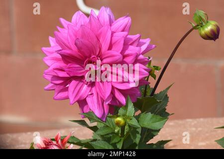 Neu-Delhi, Neu-Delhi, Indien. 31. Januar 2023. Flowers Blooming am Eröffnungstag der Haushaltssitzung des Parlaments in Neu-Delhi (Kreditbild: © Ravi Batra/ZUMA Press Wire) NUR REDAKTIONELLE VERWENDUNG! Nicht für den kommerziellen GEBRAUCH! Stockfoto