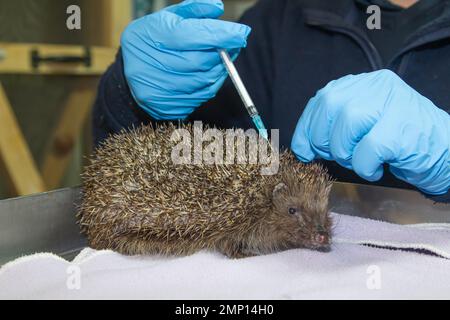 Europäischer Igel Erinaceus europaeus Erwachsener, der in einem Tierkrankenhaus Medikamente injiziert wird. Stockfoto