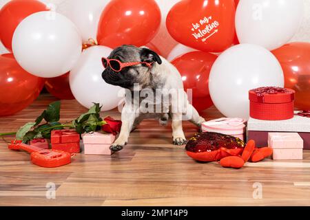 Ein lustiger, cooler Pug mit Brille feiert den Valentinstag unter roten und weißen Bällen mit einem Haufen Geschenke. Haustiere und Urlaub. Stockfoto