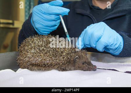 Europäischer Igel Erinaceus europaeus Erwachsener, der in einem Tierkrankenhaus Medikamente injiziert wird. Stockfoto