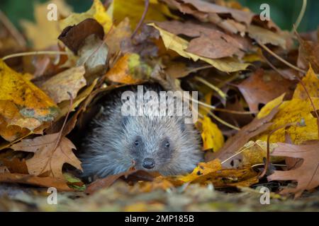 Europäischer Igel Erinaceus europaeus Erwachsener unter herbstlichen Herbstblättern in einem Garten. Stockfoto