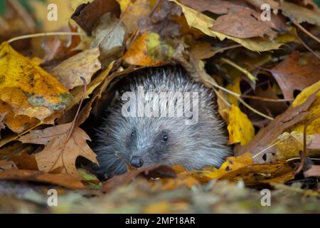 Europäischer Igel Erinaceus europaeus Erwachsener unter herbstlichen Herbstblättern in einem Garten. Stockfoto