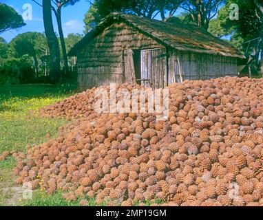 Haufen Schirmkegel, die sich in den Pinienwäldern von Maremma, Italien, gesammelt haben. Die Kerne in den Zapfen sind lecker und teuer. Pinus pinea Maremma, Stockfoto