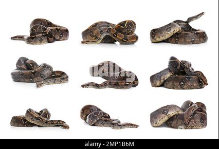 Fotos von Boa Constrictor auf weißem Hintergrund, Collage Stockfoto