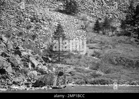 Ein Schwarzweißfoto einer Fichte am Ufer eines Bergsees inmitten der Steine. Stockfoto