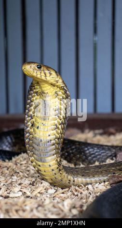 Exotische Schlange in Gefangenschaft Stockfoto