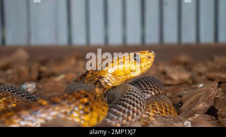 Exotische Schlange in Gefangenschaft Stockfoto