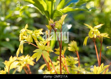 Das blühende Dicentra zeigt „Goldherz“ im Garten Stockfoto