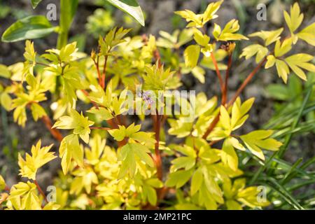 Das blühende Dicentra zeigt „Goldherz“ im Garten Stockfoto